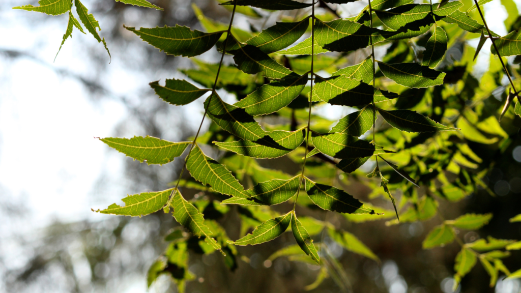 Neem Powder Benefits for Skin and Hair