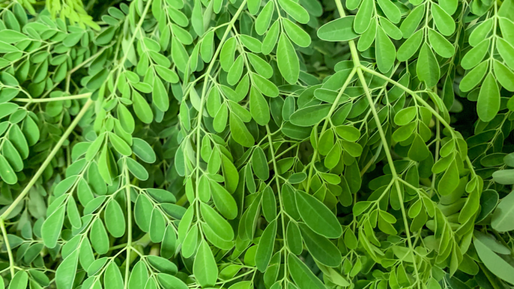 Organic Moringa Powder Benefits for Skin and Hair