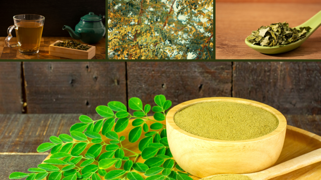 Best Moringa Powder for Daily Use