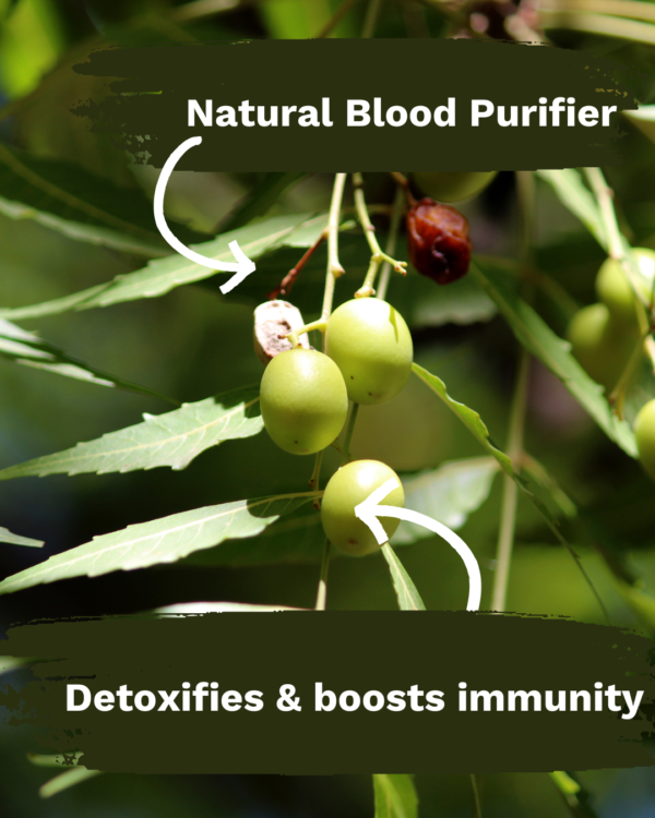 Best Neem Powder for Detox & Immunity